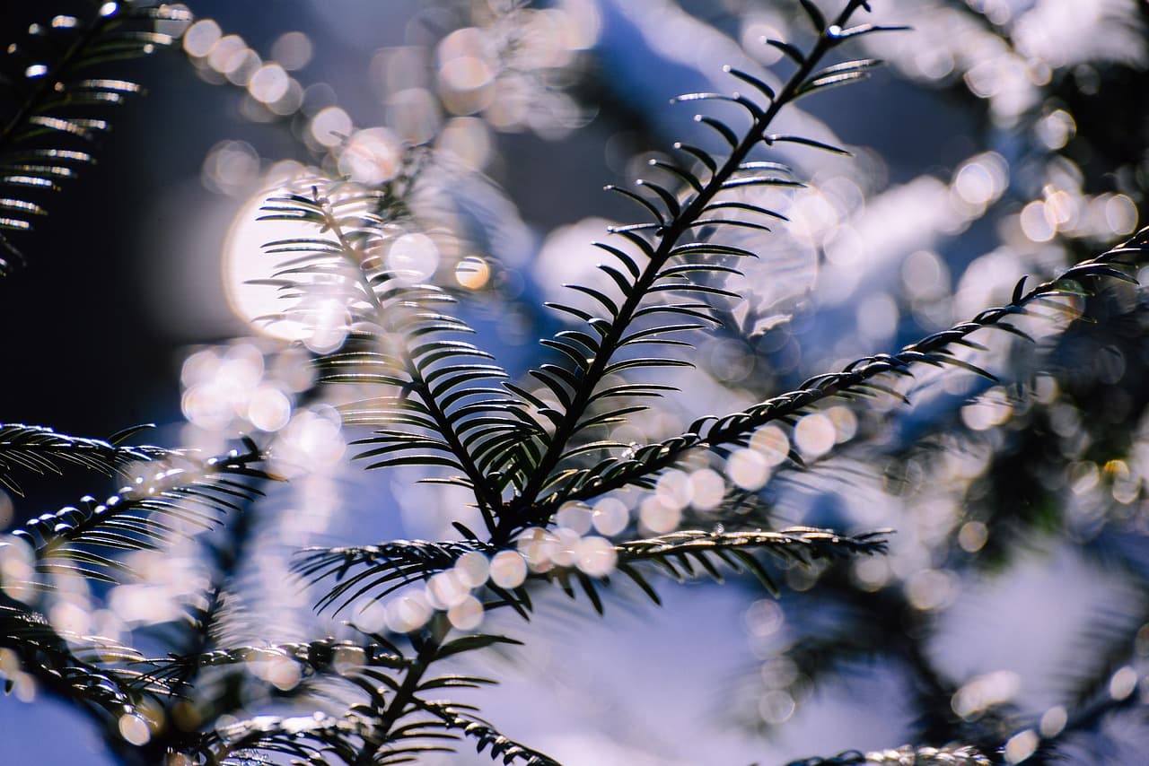 light, sun, warmth, nature, needles, jaw, pine needles, conifers, evergreen, bokeh lights [pid:6080321][dark]