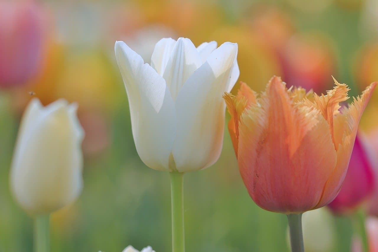 tulips, flowers, floral background, laptop wallpaper, hd wallpaper, spring, free background, flora, free wallpaper, garden, flower background, nature, windows wallpaper, blossom, beautiful wallpaper, petals, full hd wallpaper, plants, pink, colorful, bud, bloom, april, cool backgrounds, colored, 4k wallpaper 1920x1080, close-up, 4k wallpaper, background, mac wallpaper, wallpaper hd, bokeh, desktop backgrounds, beautiful flowers, macro, yellow, weiß, hintergrund, flower wallpaper, wallpaper 4k, pastel [pid:9587986][light]