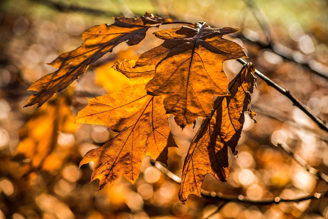 bokeh, light, sun light, fall, autumn, leaves, nature, autumn leaves, beauty, brown bokeh [pid:2735145][dark]