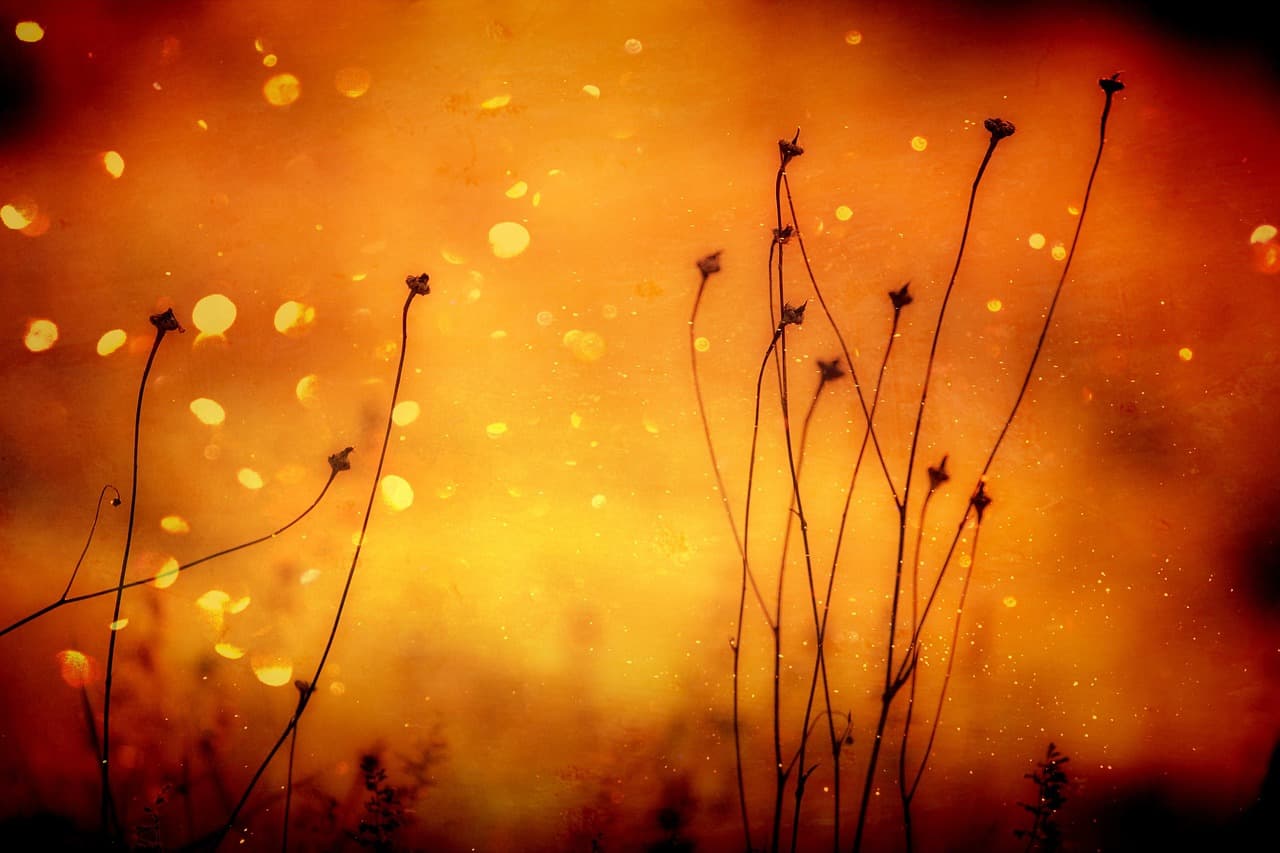 plant, grasses, orange, abstract, bright, seeds, stengel, decoration, nature, colorful, orange abstract, orange grass, orange plant, orange color, orange plants [pid:3133501][light]