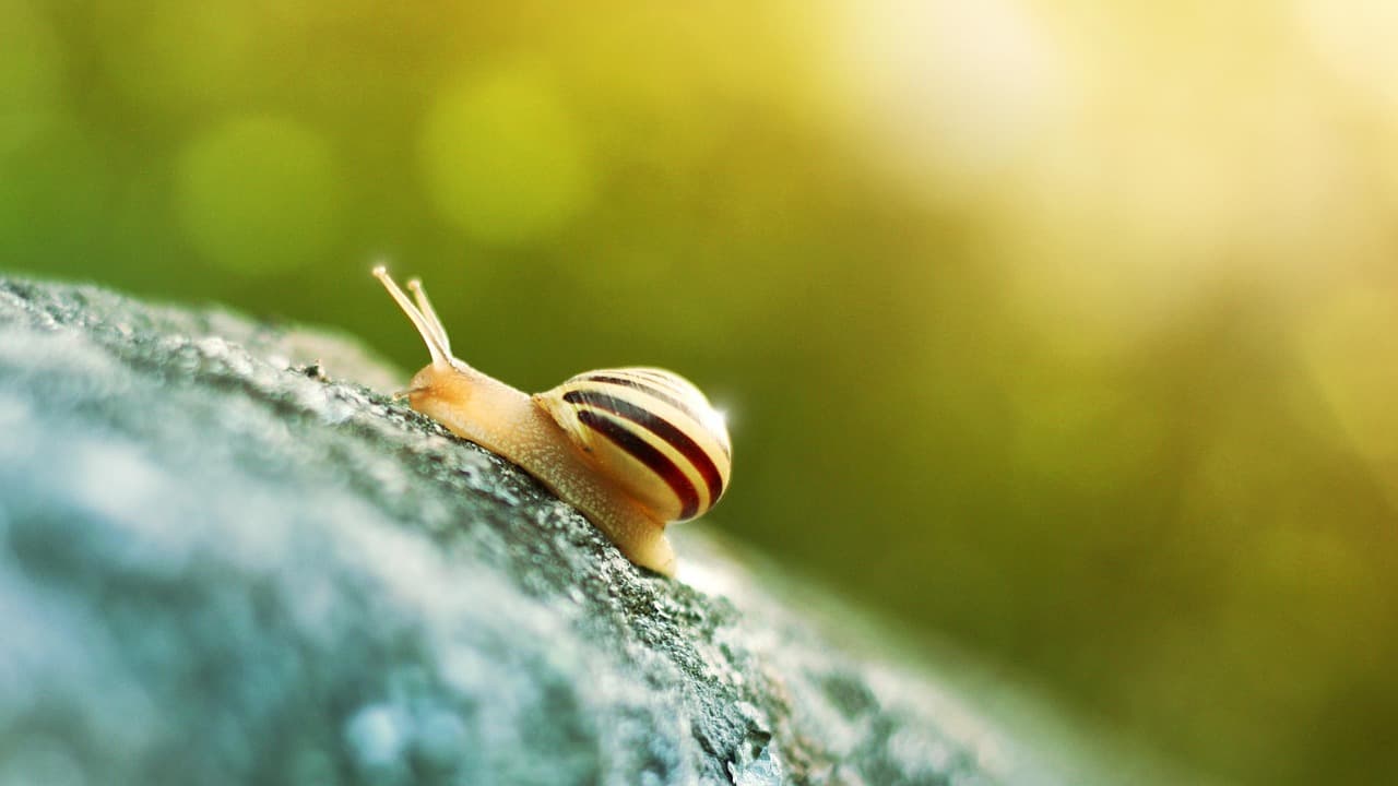 snail, summer, light, shell, nature, bokeh [pid:816915][light]