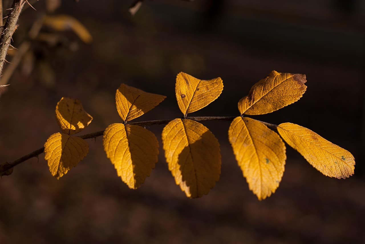 leaves, nature, autumn, foliage, plants, flora, closeup, yellow [pid:8410237][dark]