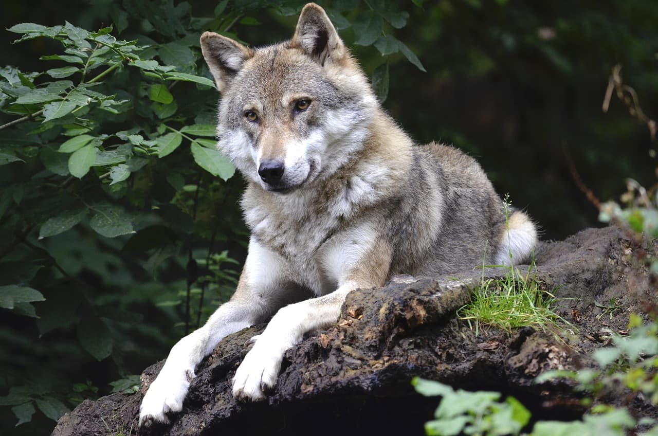 wolf, canine, forest, predator, wild, wild animal, wilderness, animal world, outdoors, animal, portrait, nature, woods, wolf, wolf, wolf, wolf, wolf [pid:1336229][dark]