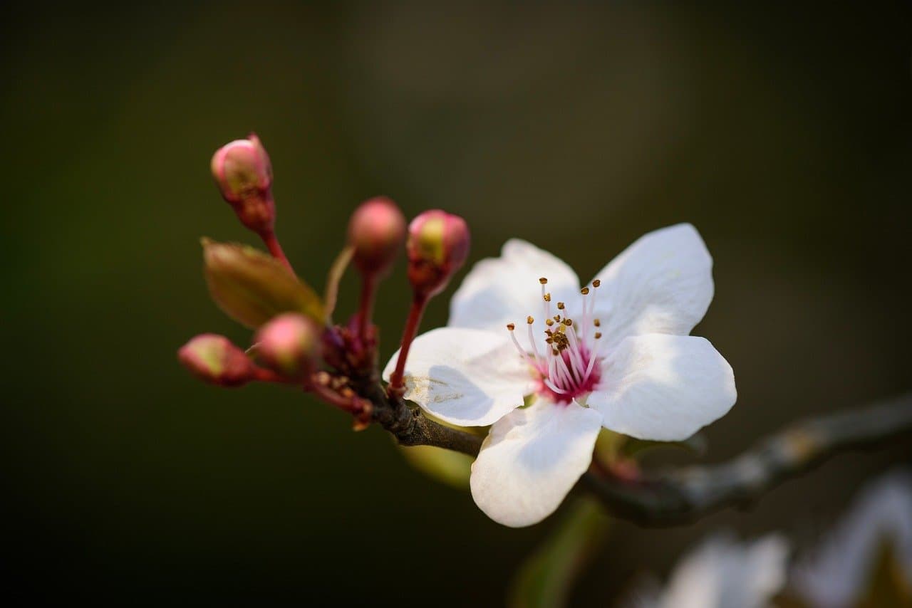 purple leaf plum, nature, flowers, stamen, flower background, bud, branch, natural, beautiful flowers, outdoor, flower wallpaper, close up [pid:9568184][dark]