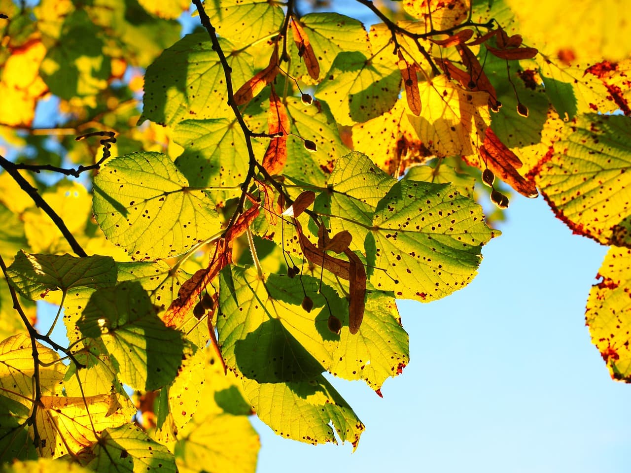 autumn, leaves, foliage, autumn leaves, autumn foliage, autumn colors, autumn season, fall foliage, fall leaves, fall colors, nature, backlighting, lime tree, stone lime tree, tilia cordata, tilioideae, lime tree, lime tree, lime tree, lime tree, lime tree [pid:767515][light]