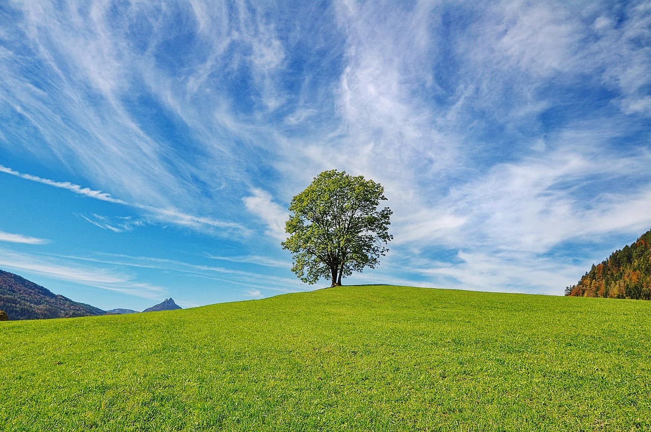 tree, sky, nature, clouds, landscape, grass, tree, tree, tree, tree, tree, clouds [pid:2888513][light]