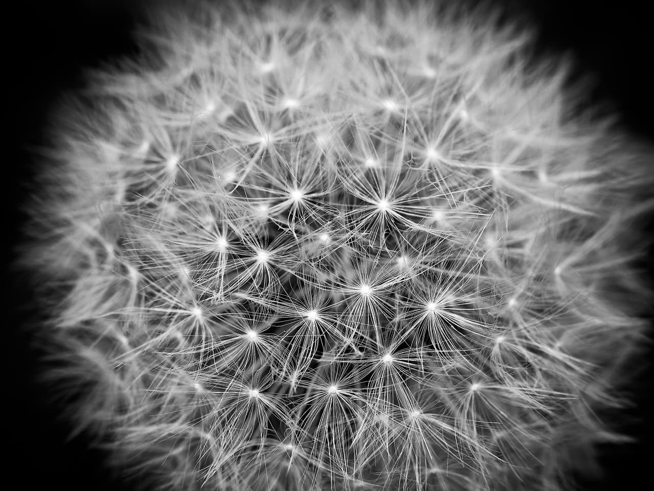 dandelion, seed head, monochrome, seeds, plant, fluffy, nature, macro, closeup, black and white, dandelion, dandelion, dandelion, dandelion, dandelion, monochrome, seeds [pid:1432019][dark]