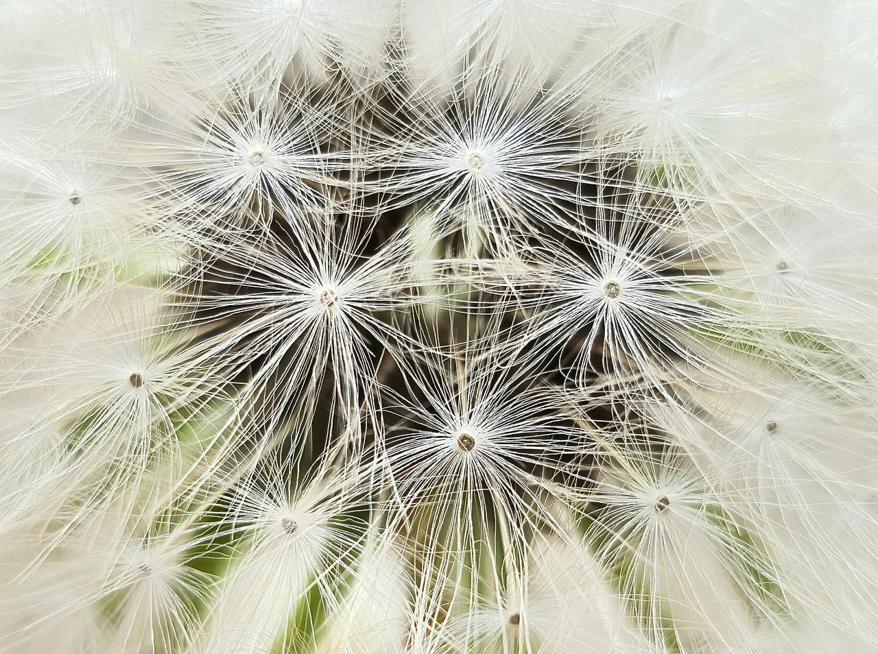 dandelion, white flower, seed, white dandelion, native dandelion, botany, macro [pid:7898432][light]