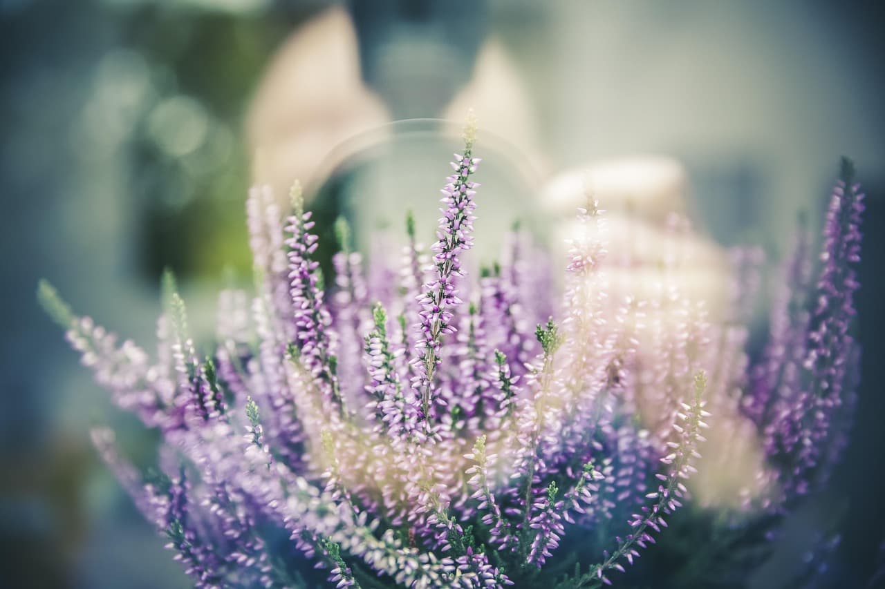 lavender, flowers, plant, bloom, blossom, fragrant, beautiful flowers, beauty, flower wallpaper, flower background, field, garden, nature, bokeh [pid:1461298][light]