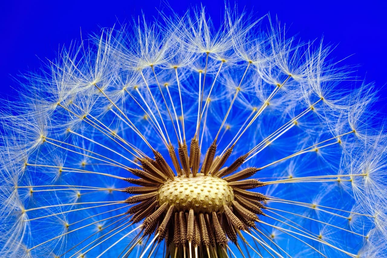 nature, dandelion, macro, close up, flower, plant, seeds, flower background, beautiful flowers, pointed flower, spring, blossom, flower wallpaper, bloom, blue [pid:3092555][dark]