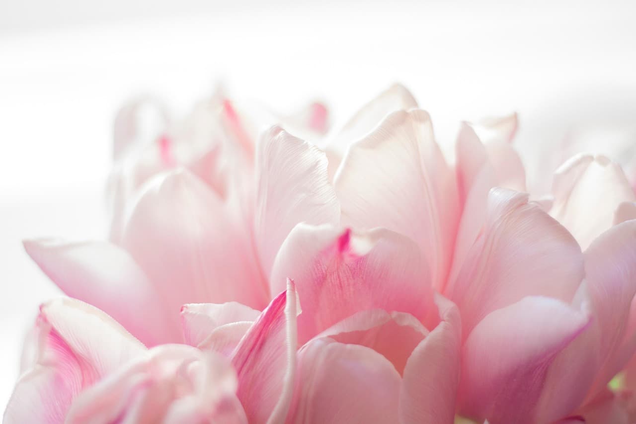 flower, pink, tulips, spring, nature, flower wallpaper, petals, flower background, growth, macro, bloom, blossom, beautiful flowers, botany [pid:7140630][light]