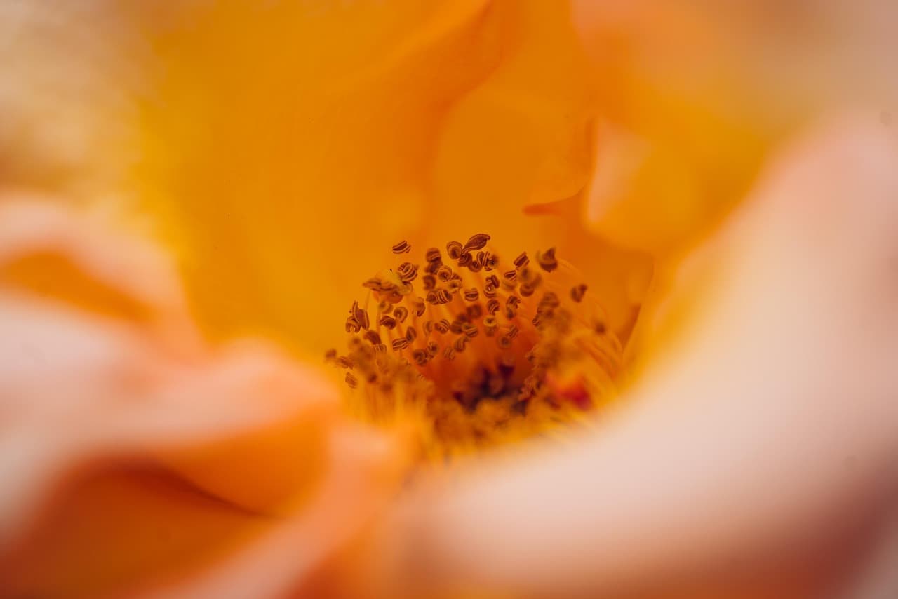 flower, beautiful flowers, blossom, pistils, nature, flower wallpaper, flower background, macro, bloom, plant, closeup [pid:7203004][light]