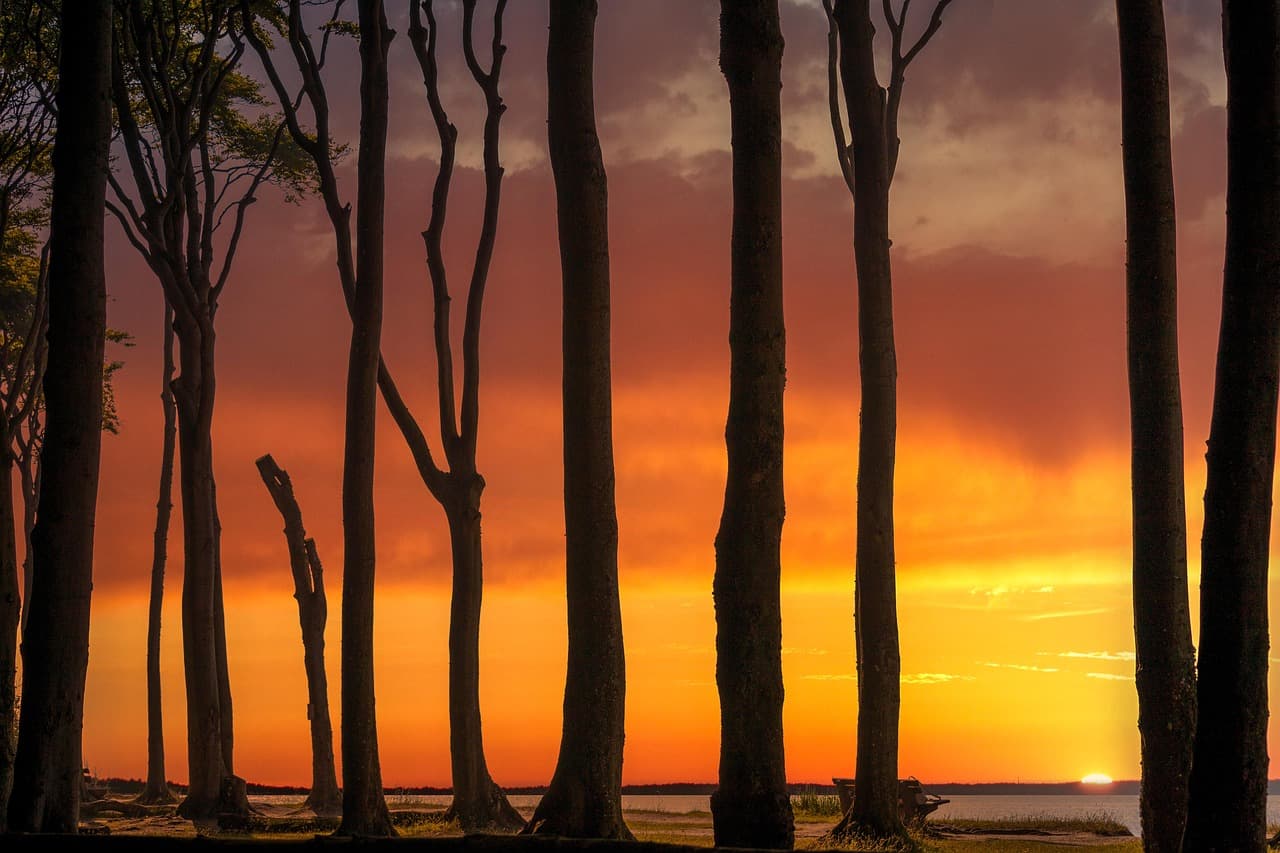 trees, nature, forest, coast, sunset, abstract, woods, landscape [pid:8173530][dark]