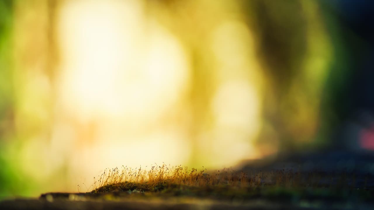 moss, macro, bokeh, light, nature, sun, woods, forest [pid:8294453][light]