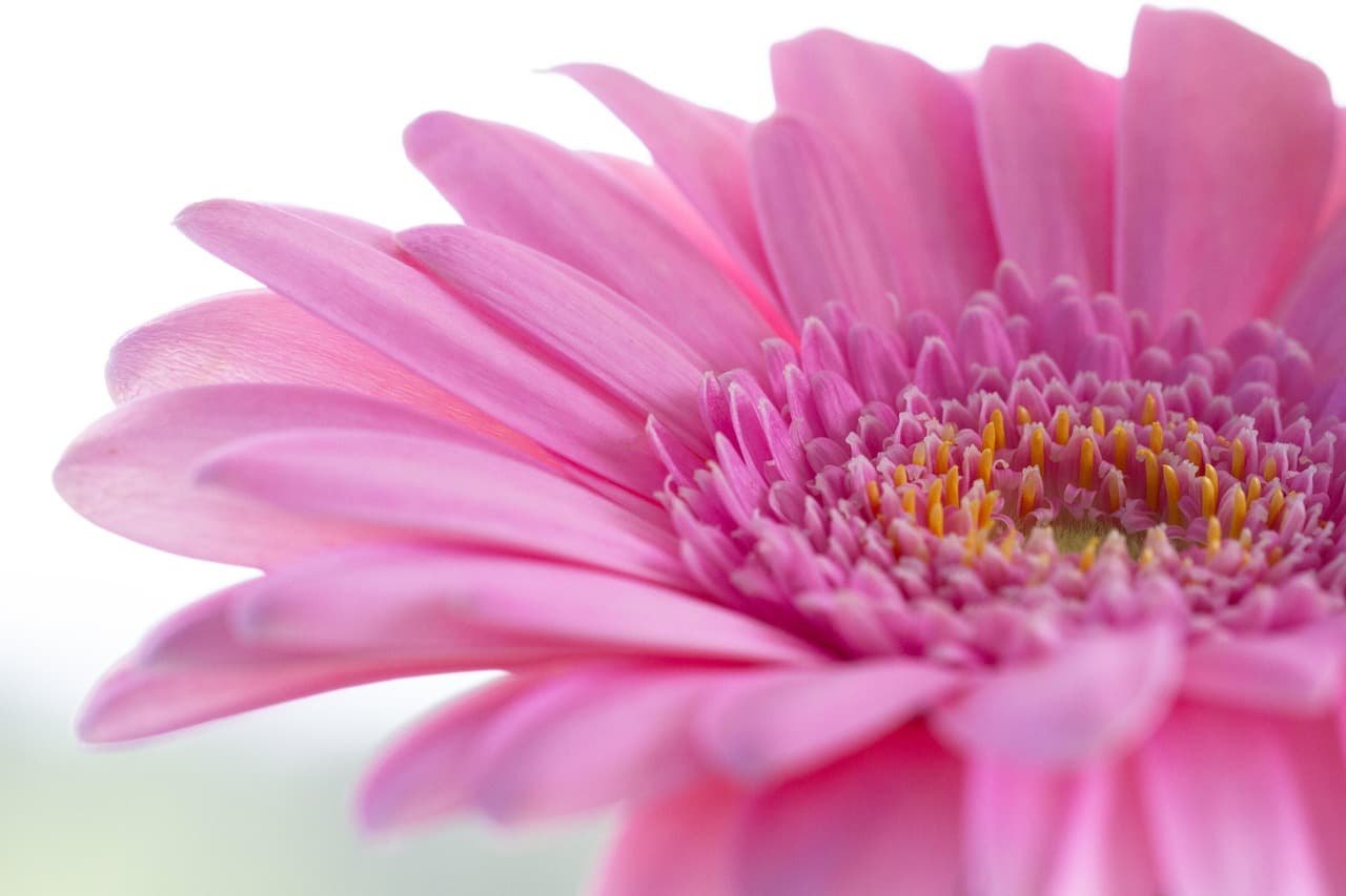 gerbera, flower wallpaper, cool backgrounds, free wallpaper, beautiful nature, wallpaper hd, transvaal daisy, pink flower, 4k wallpaper 1920x1080, floral background, nature background, flower, free background, flower background, nature wallpaper, beautiful wallpaper, windows wallpaper, 4k wallpaper, nature, mac wallpaper, beautiful flowers, desktop backgrounds, blossom, bloom, full hd wallpaper, close up, wallpaper 4k, laptop wallpaper, wallpaper, hd wallpaper, background [pid:4346124][light]