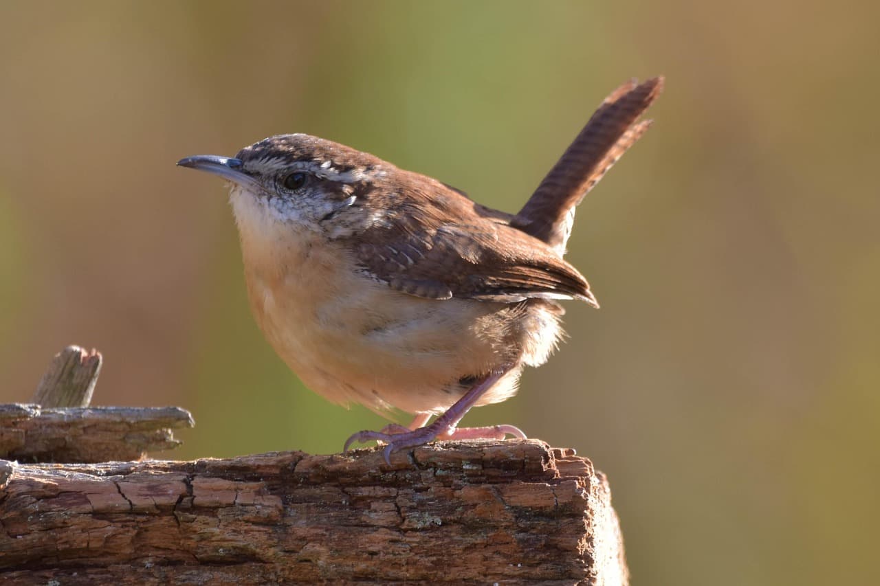 bird, nature, carolina wren, profile, bokeh, golden light, autumn, log, brown bokeh, carolina wren, carolina wren, carolina wren, carolina wren, carolina wren [pid:4614643][dark]