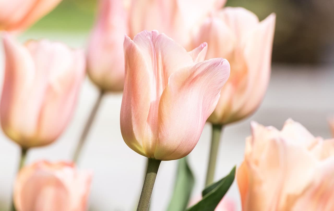 tulip, beautiful flowers, flower, plant, flower wallpaper, spring, pink, flower background, blossom, bloom, ornamental plant, nature [pid:7882705][light]