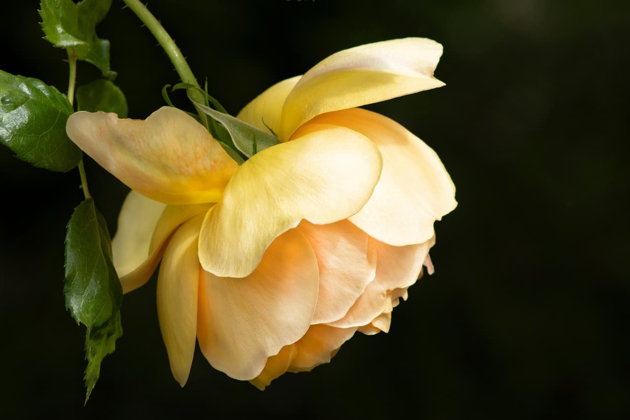 flower, peony, flower background, spring, flower wallpaper, leaves, beautiful flowers, bloom, blossom, botany, garden, nature, yellow [pid:8068875][dark]