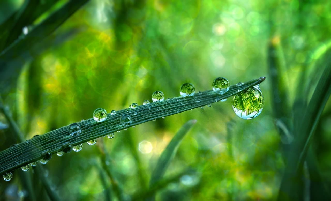 grass, waterdrop, meadow, blade of grass, rain, bokeh, green, reflection, hidden, macro, detail, nature, plants, wet, micro, life, light, the shade, sunshine, rain, micro, micro, micro, micro, micro [pid:4526130][dark]