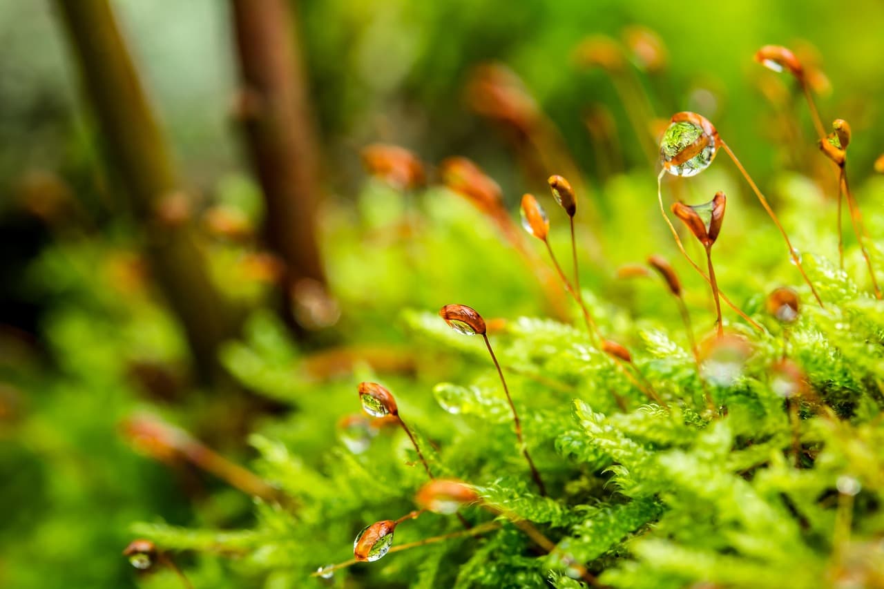 moss, dewdrop, forest floor, wet, stalked spore capsules, waterdrop, drops, raindrop, water, nature, water pearls, tortula muralis, green [pid:3101476][dark]