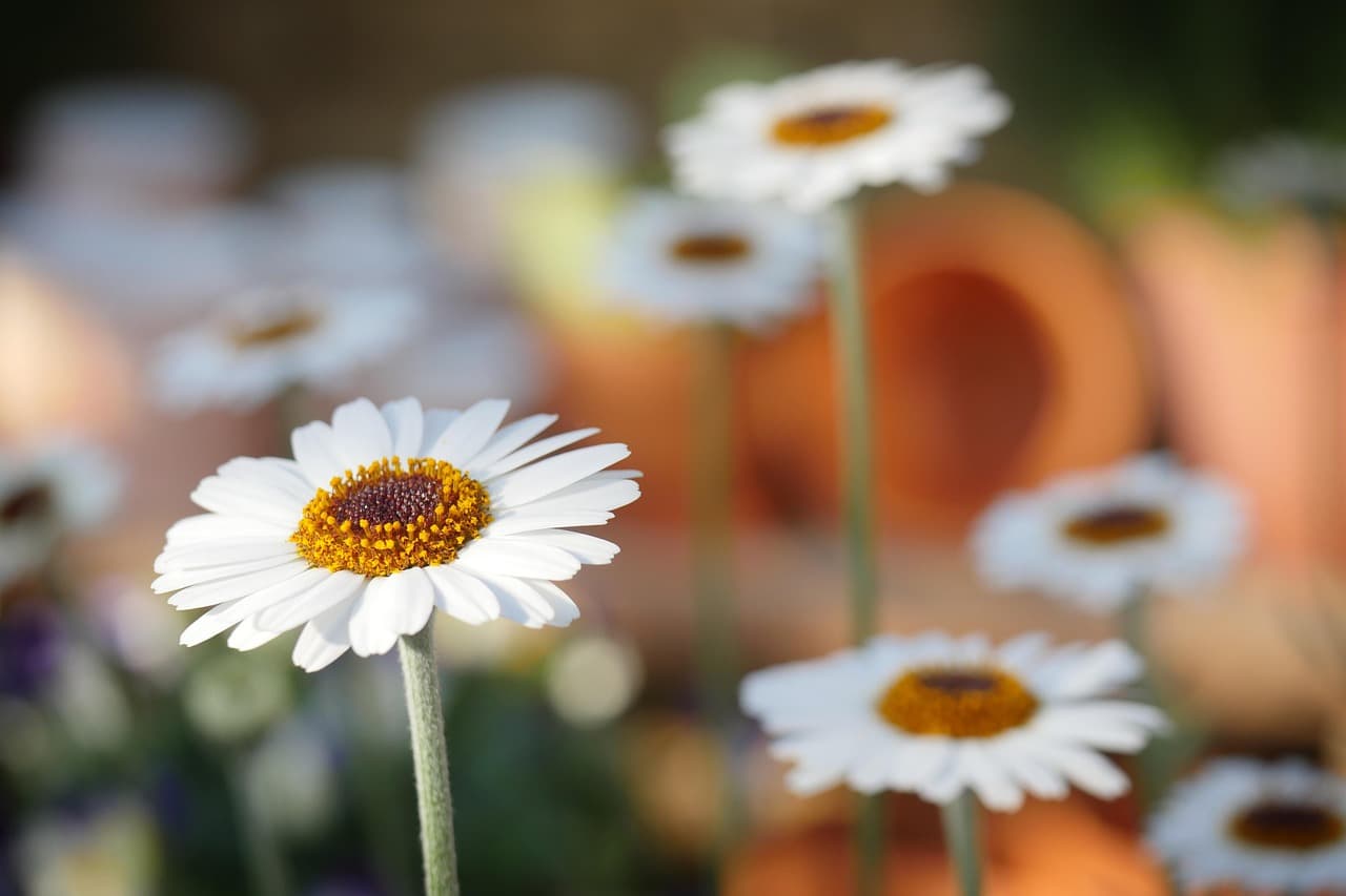 nature, daisies, flower wallpaper, daisy, flower, plant, spring, flowers, close up, macro, flower background, blossom, bloom, beautiful flowers, garden [pid:3184889][dark]