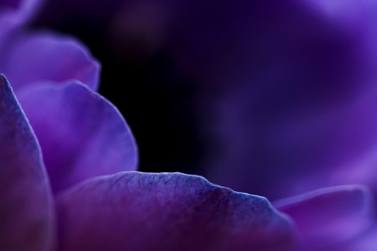 flower, beautiful wallpaper, macro, free wallpaper, violet, purple, purple flower, purple petals, close up, floral background, beautiful flowers, free background, petals, laptop wallpaper, windows wallpaper, bloom, desktop backgrounds, wallpaper hd, blossom, 4k wallpaper, flower background, cool backgrounds, nature, spring, 4k wallpaper 1920x1080, flora, mac wallpaper, background, hd wallpaper, wallpaper 4k, full hd wallpaper, flower wallpaper [pid:6328348][dark]