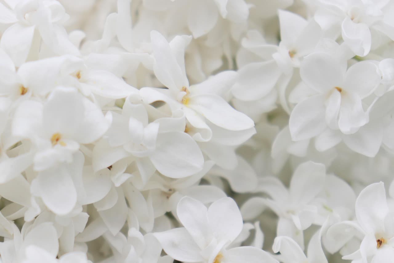 lilacs, flower background, white flowers, flower wallpaper, flowers, spring flowers, bloom, blossom, flora, plant, beautiful flowers, nature, close up [pid:4250869][light]