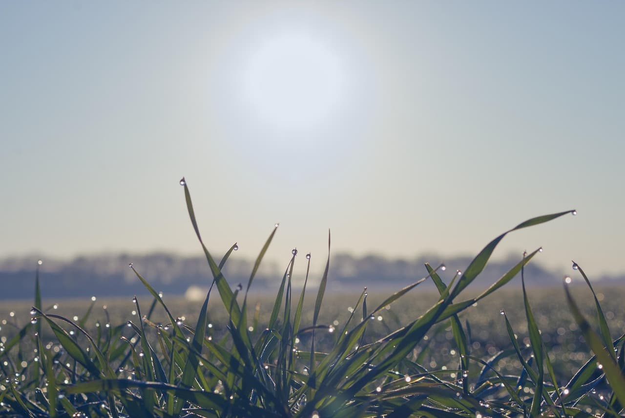 morning dew, nature, dew, dewdrop, blade of grass, in the morning, field, sunshine, grass, meadow, spring, close up [pid:5009168][light]