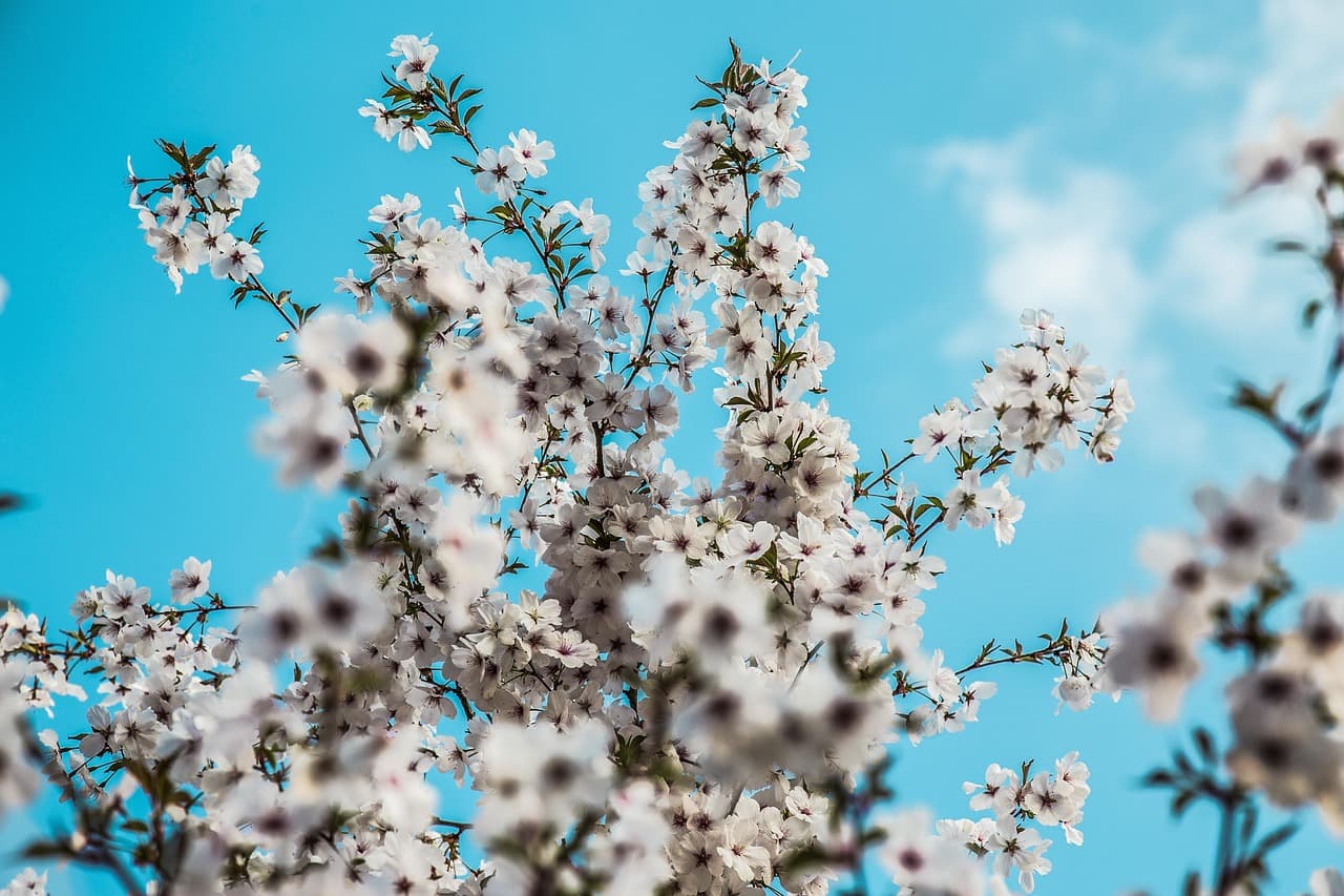 spring, flower wallpaper, flower background, blossom, nature, tree, outdoors, cherry blossom, flowers, growth, beautiful flowers, seasonal [pid:4095946][light]