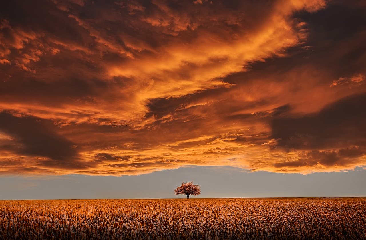 tree, field, sunset, clouds, sky, horizon, single tree, meadow, dusk, twilight, nature, overcast, overcast sky, rural, countryside, orange sky [pid:736875][dark]