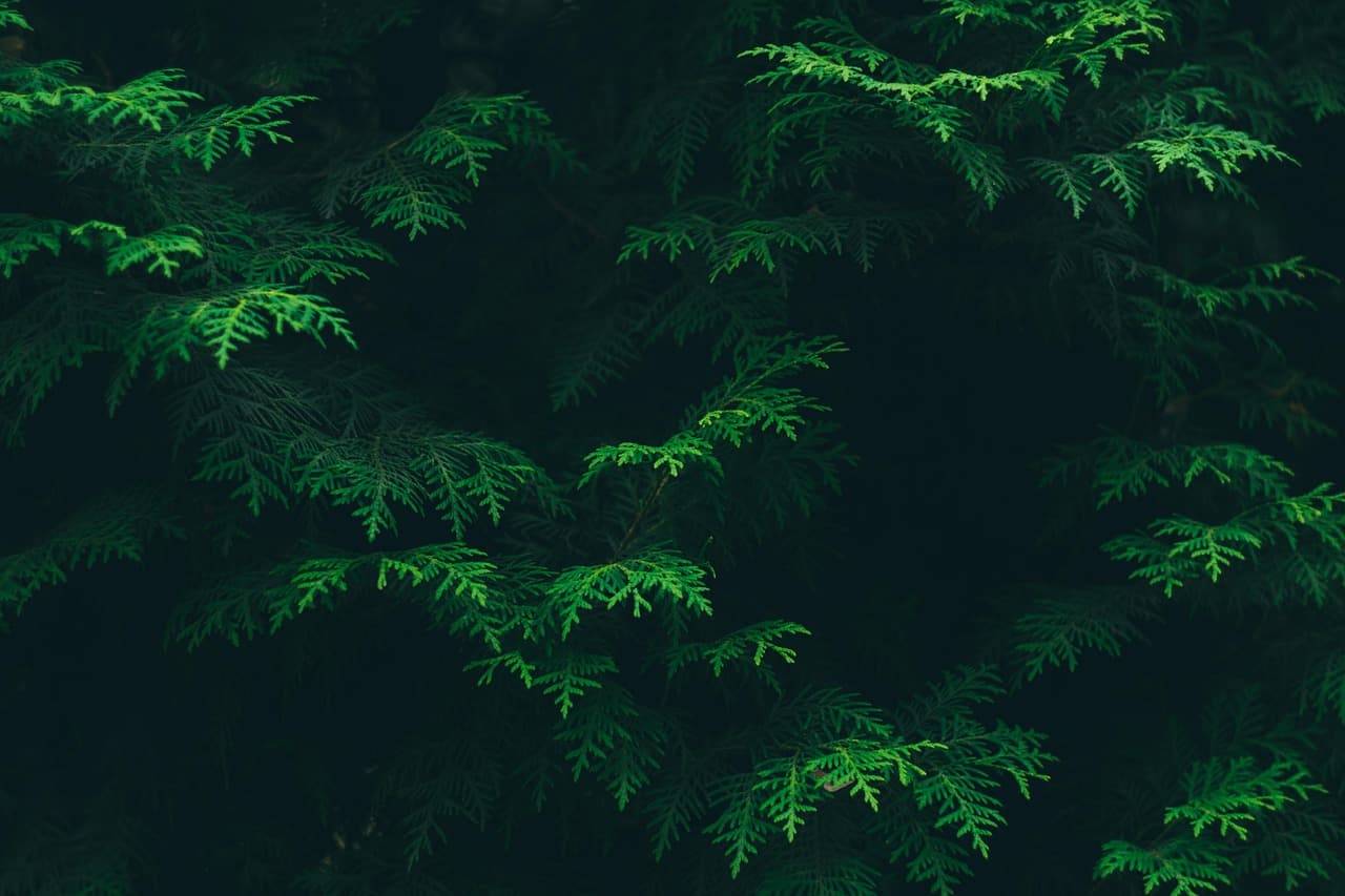 conifers, coniferous, evergreen, green, environment, flora, foliage, leaves, outdoors, woods, greenery, nature, lush [pid:1867371][dark]