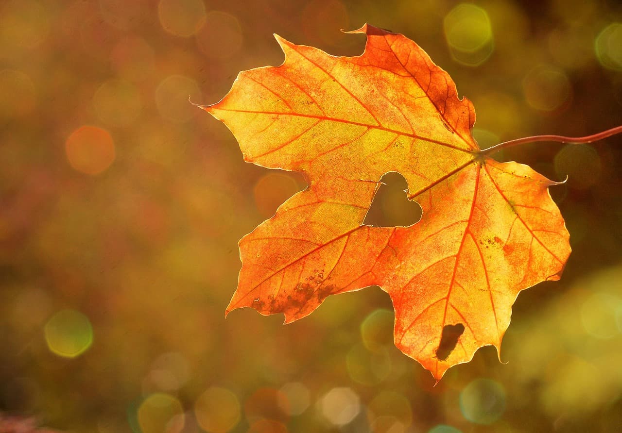 valentines day background, heart, leaf, autumn, maple, bokeh lights, autumn season, fall season, nature, maple leaf, nature wallpaper [pid:1776746][dark]