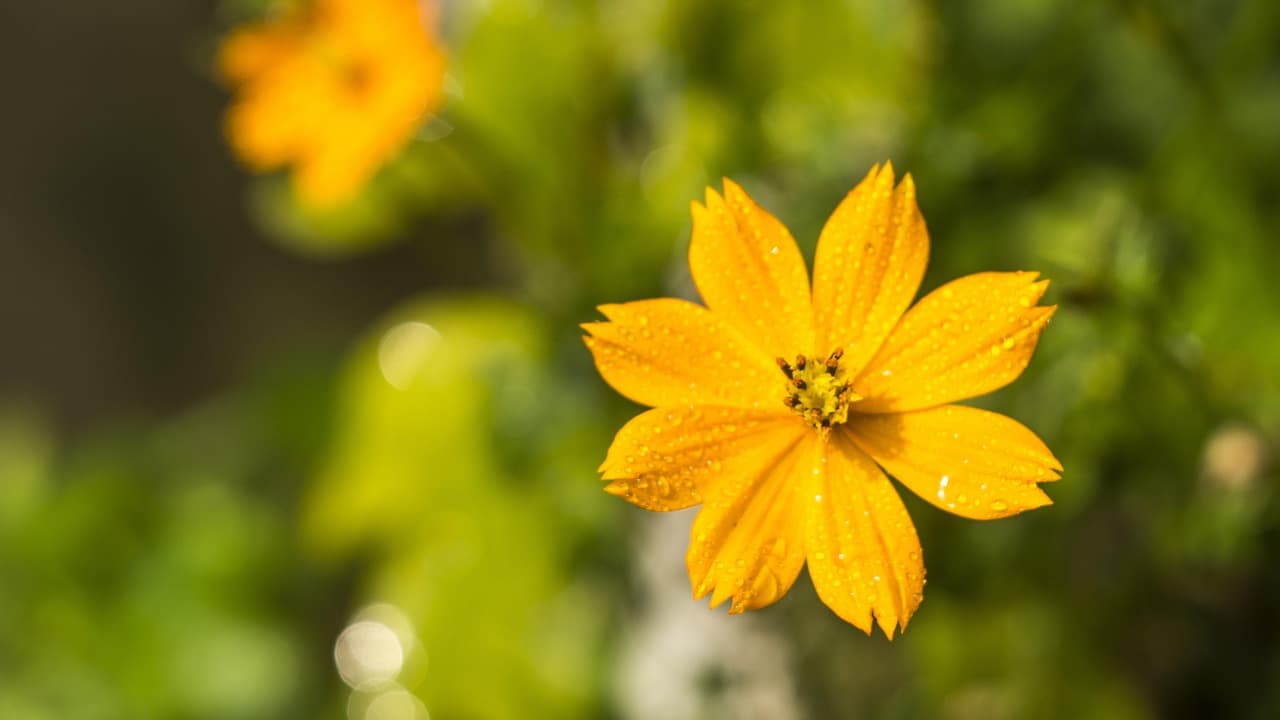 yellow, green black, black, blue, painter, colorful, red, creation, children, watercolor, pink, green, brush, white, color, spring, nature, business, purple, paper, logo, paint, design, smoke, course, job [pid:4763987][light]