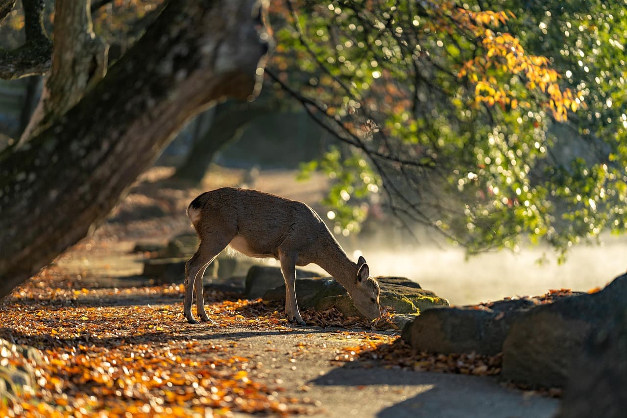 sika deer, nara park, deer, mammals, autumn, japan, nature, autumnal leaves, autumn leaves, wild animals, animal, the world of animals [pid:5772242][dark]