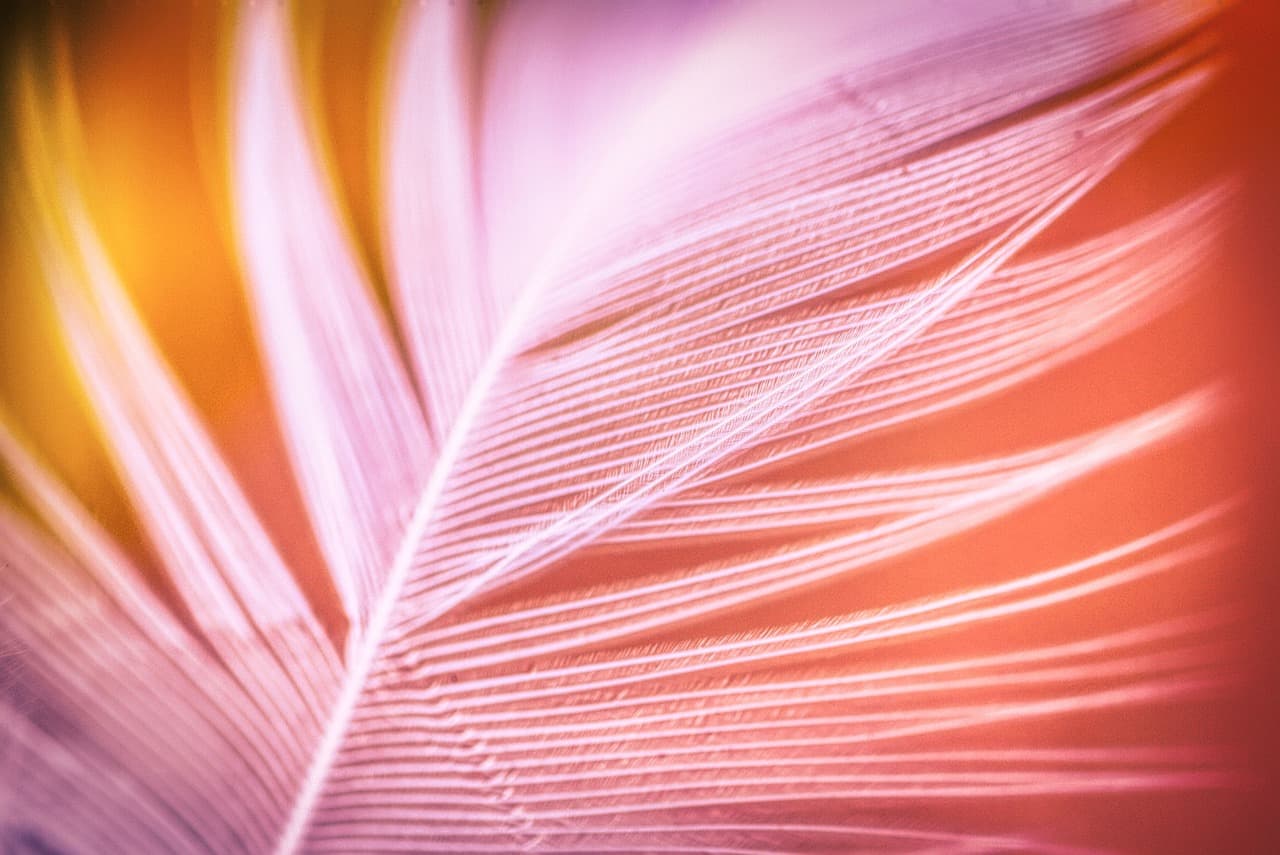 feather, bird feather, filigree, structure, plumage, slightly, lightweight, tender, feather, feather, feather, feather, feather [pid:5488401][light]