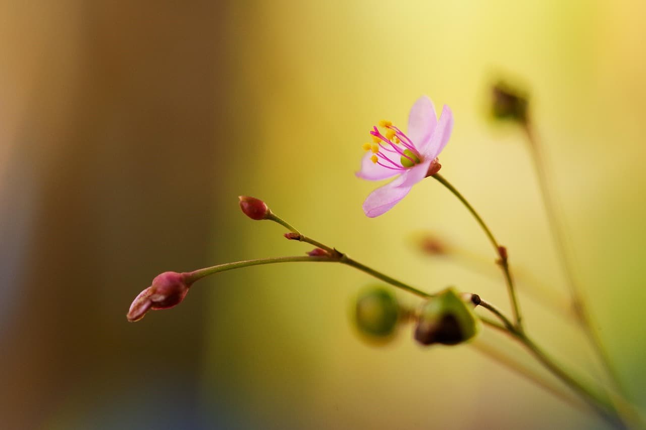ground ginseng, flower, flower wallpaper, pink flower, flower background, close up, beautiful flowers, macro, plant, flora, garden, nature [pid:7523161][light]