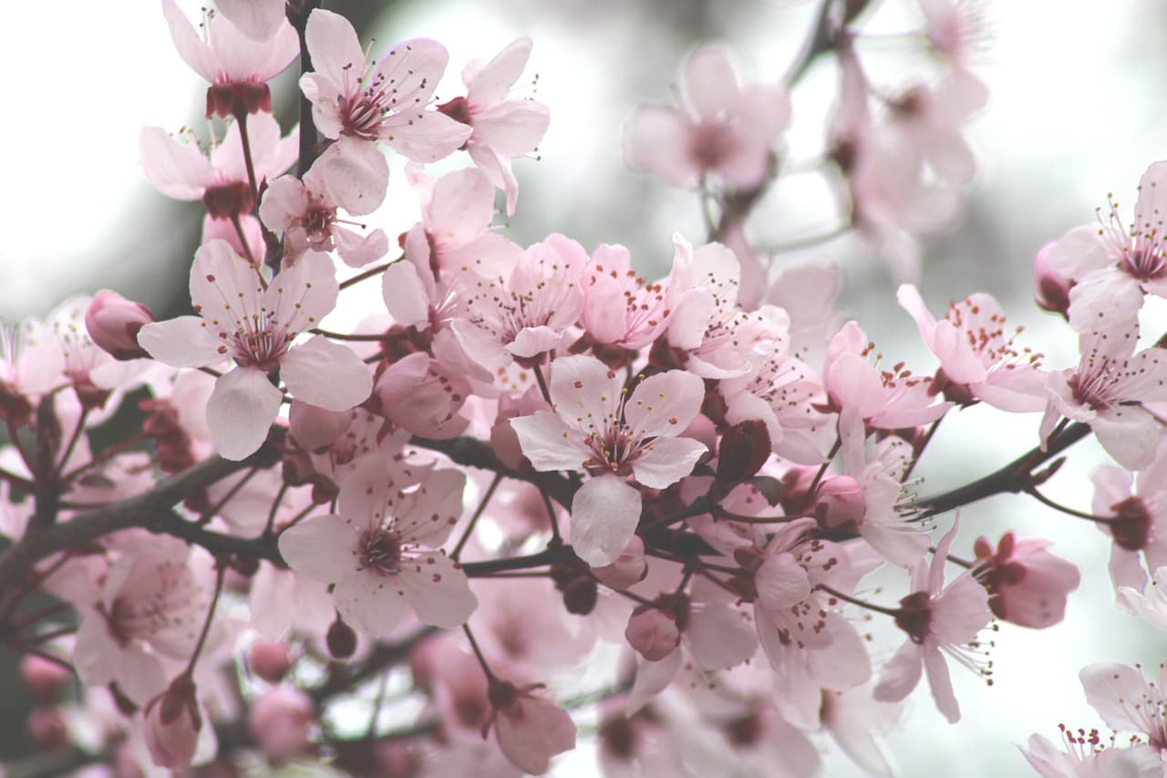 cherry blossoms, flower wallpaper, flowers, tree, bloom, spring, bud, branch, nature, beautiful flowers, cherry tree, ornamental cherry, easter, flower background, growth, eastercollection [pid:4846635][light]