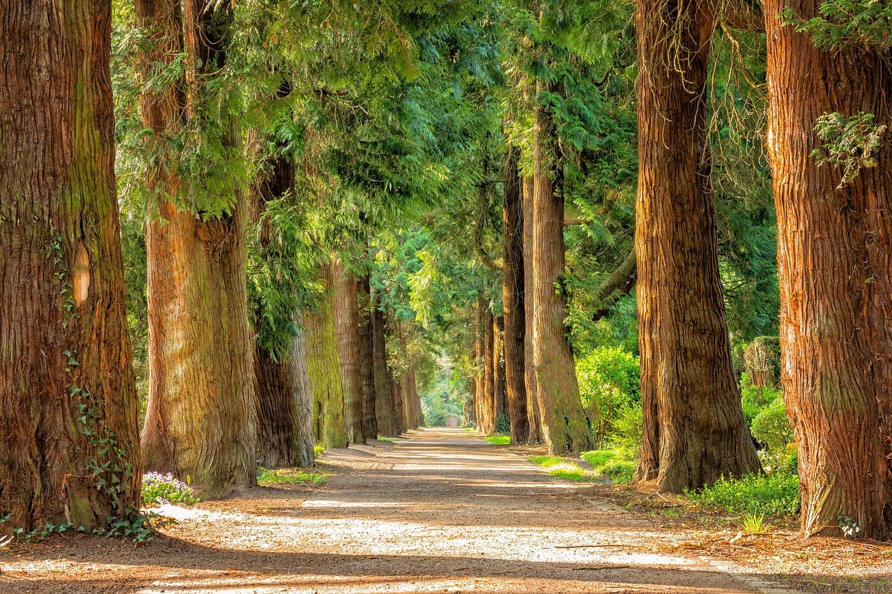 avenue, trees, tree lined, path, trail, forest, woods, woodlands, away, nature, park, idyllic, tree trunks, landscape, rural, countryside, trees, trees, forest, forest, forest, nature, nature, nature, nature, nature, park, landscape [pid:2215317][dark]
