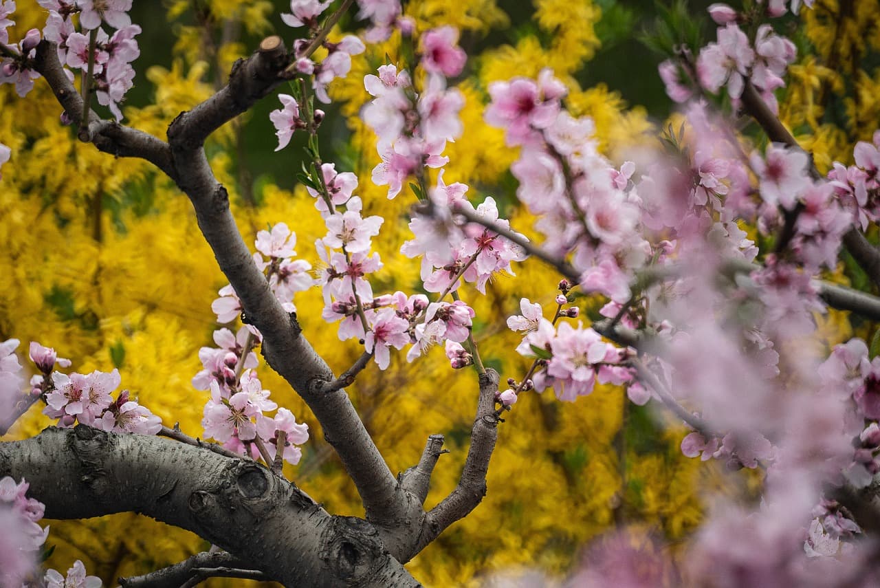 cherry blossoms, blossom, spring, flowers, yellow, flower background, flower wallpaper, tree, nature, landscape, natural, beautiful flowers, plant [pid:4852942][dark]