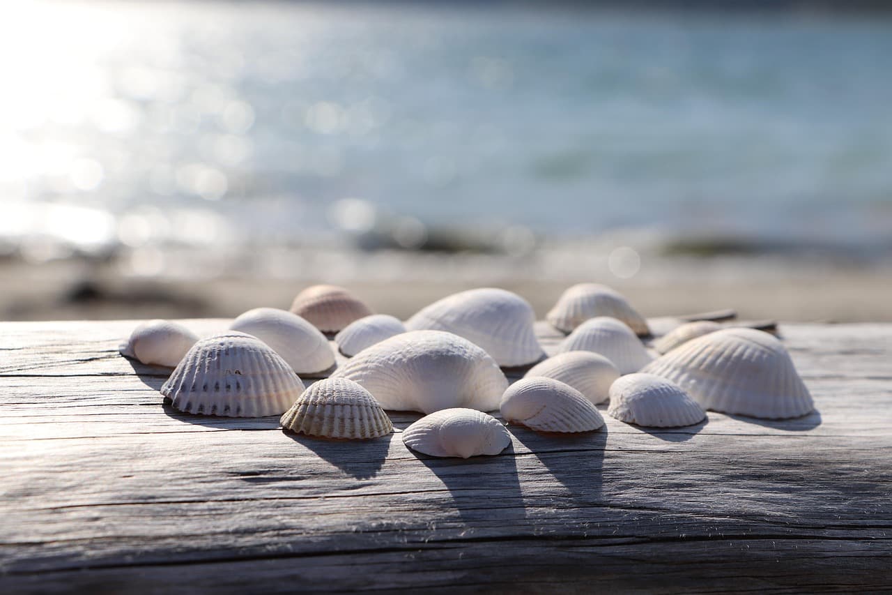 shells, beach, seashells, marine, outdoors, nature, summer, sea, ocean, sand, shore, tropical, travel [pid:4395609][light]