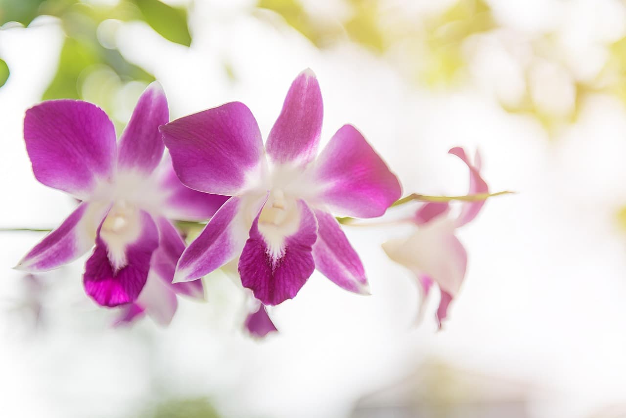 orchid, flower, purple, floral, blossom, beautiful flowers, decoration, summer, plant, petal, natural, garden, botany, violet, branch, fresh, botanical, stem, elegant, watercolor, flower wallpaper, tree, spring, leaf, green, flower background, nature, tropical, white, bloom, meadow, bouquet, color, pink [pid:2721751][light]