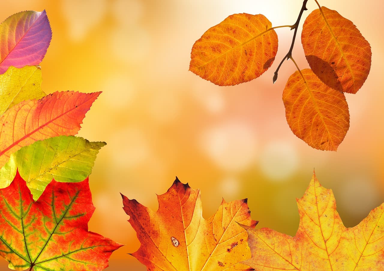 autumn, leaves, border, frame, foliage, autumn leaves, autumn foliage, autumn colors, autumn season, fall foliage, fall leaves, fall colors, orange leaves, orange foliage, nature, autumn, autumn, autumn, autumn, autumn, leaves, frame, autumn leaves, fall leaves [pid:1649362][light]