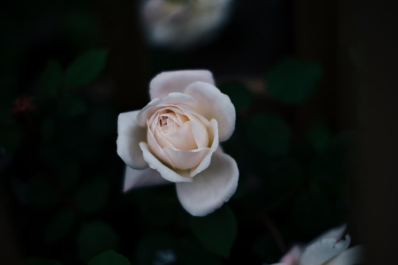rose, white rose, flower, white flower, rose flower, petals, rose petals, white petals, flower wallpaper, flower background, rose bloom, bloom, blossom, flora, beautiful flowers, rose wallpaper, nature, single rose, single flower [pid:1837163][dark]
