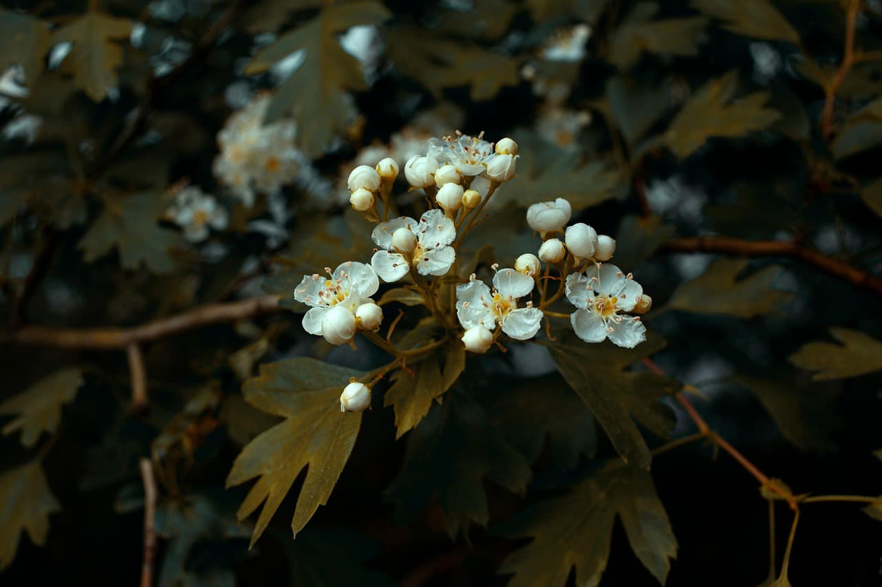 flowers, flower background, beautiful flowers, botany, bloom, flower wallpaper, blossom, park, spring, nature [pid:8071742][dark]