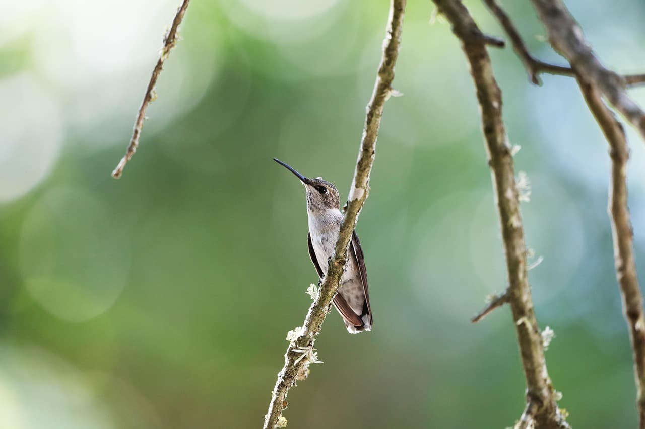 bird, hummingbird, perched, feathers, beak, bill, bird watching, ave, avian, animal, nature, plumage, close up, hummingbird, hummingbird, hummingbird, hummingbird, hummingbird [pid:6346848][light]