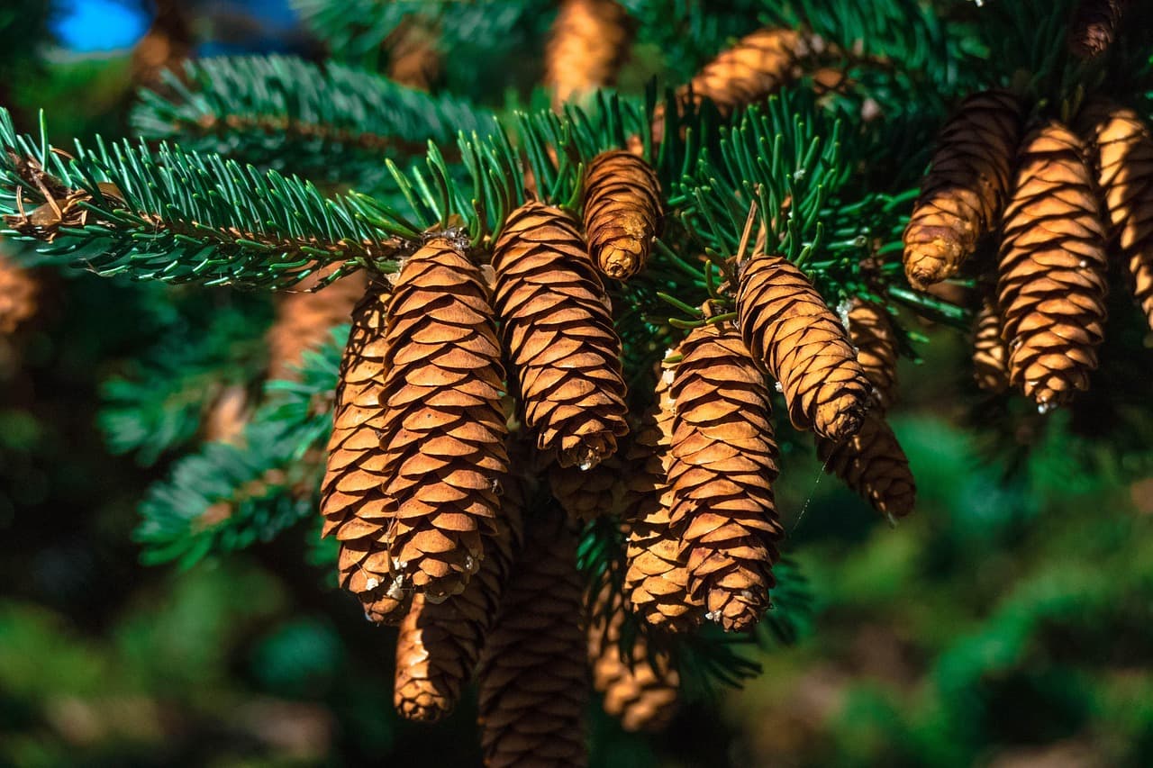 cones, pine, pine tree, pine cones, needles, pine needles, fir tree, fir cones, tree, nature, close up, pine, pine, pine, pine, pine, pine tree, pine tree, pine tree, pine tree, pine tree, pine cones, fir tree [pid:1330187][dark]