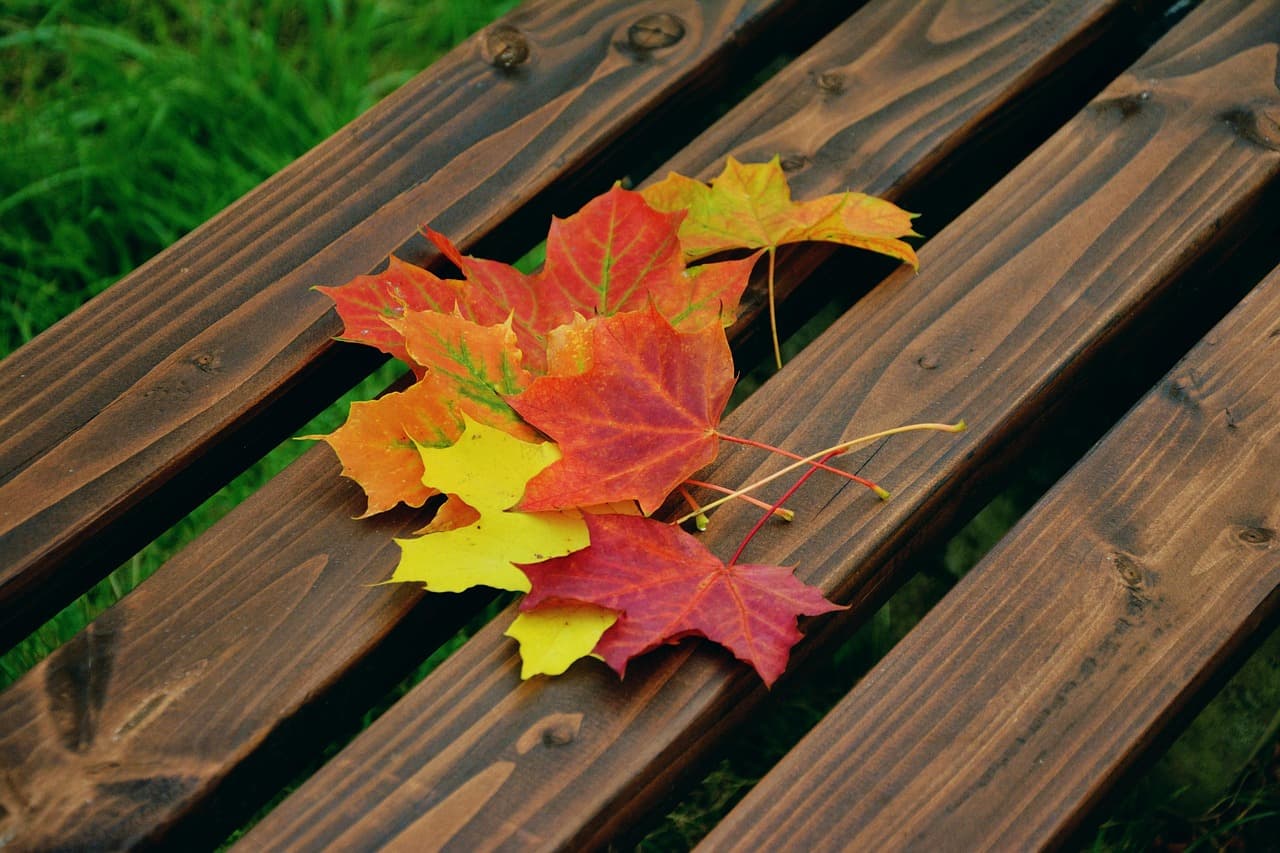 autumn leaves, maple leaves, autumn colors, foliage coloring, maple, fallen off, leaf coloring, nature, fall, leaves, park bench, park [pid:1740841][dark]