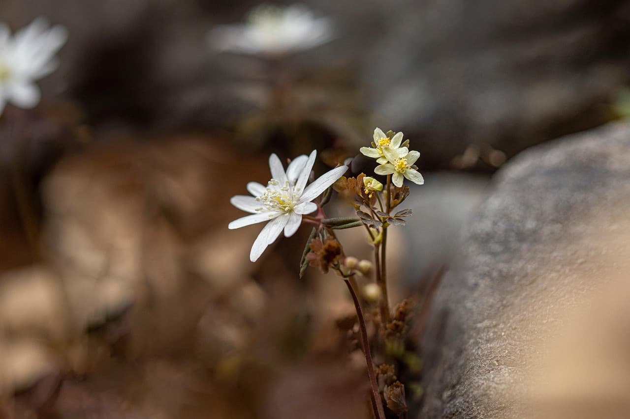 flower, beautiful flowers, forest, nature, spring, botany, flower wallpaper, flower background, bloom, blossom [pid:7870220][dark]