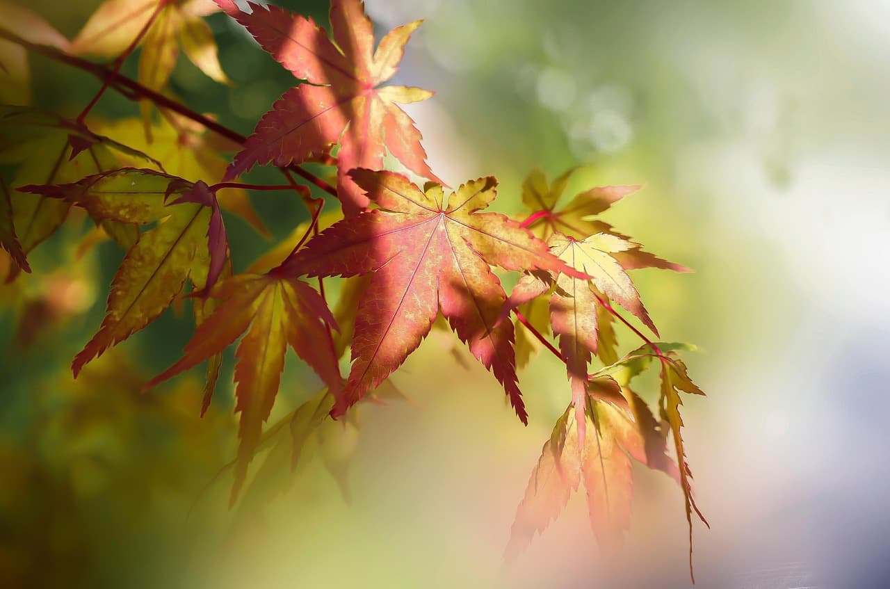 leaves, tree, nature, colorful, autumn, bokeh lights [pid:6663628][light]