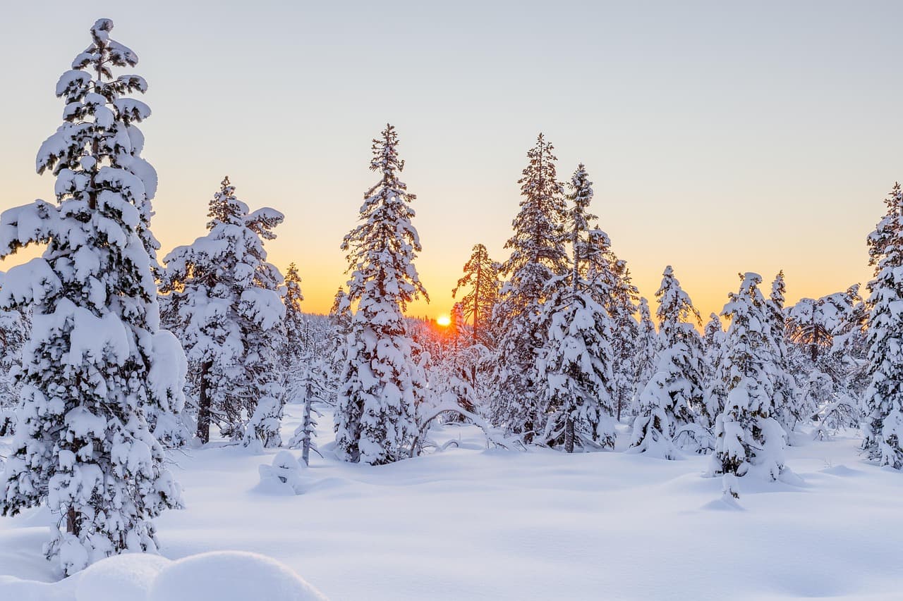 winter, conifers, sunset, snow, snowy, hoarfrost, winter forest, coniferous, conifer forest, evergreen, dusk, twilight, snowscape, winterscape, wintry, nature, landscape, frost, sky, cold, frozen, white, sunrise, sun, trees, norway, winter, winter, winter, winter, winter, snow, norway [pid:5892335][light]